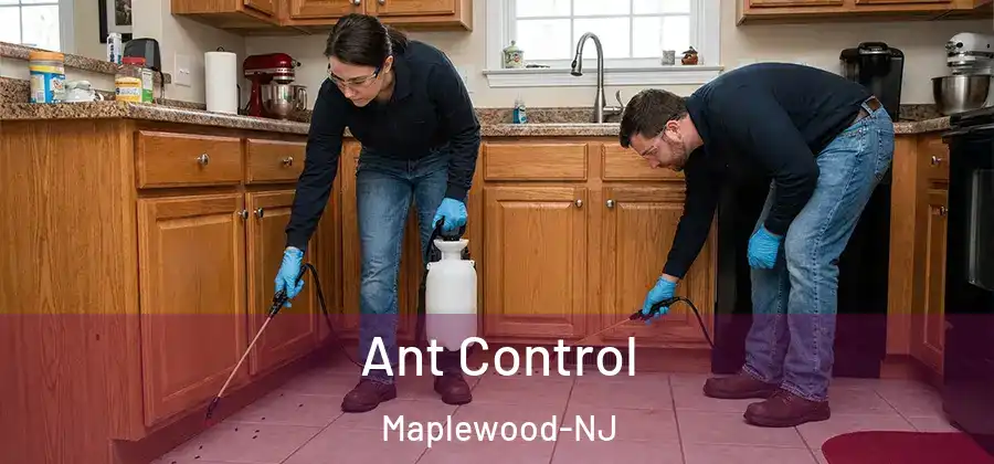  Ant Control Maplewood-NJ