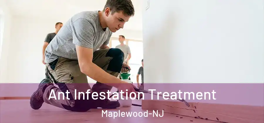 Ant Infestation Treatment Maplewood-NJ