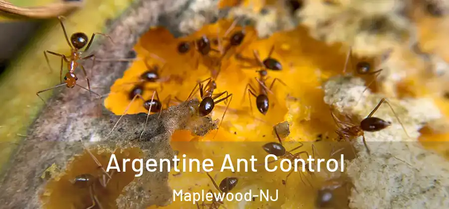  Argentine Ant Control Maplewood-NJ