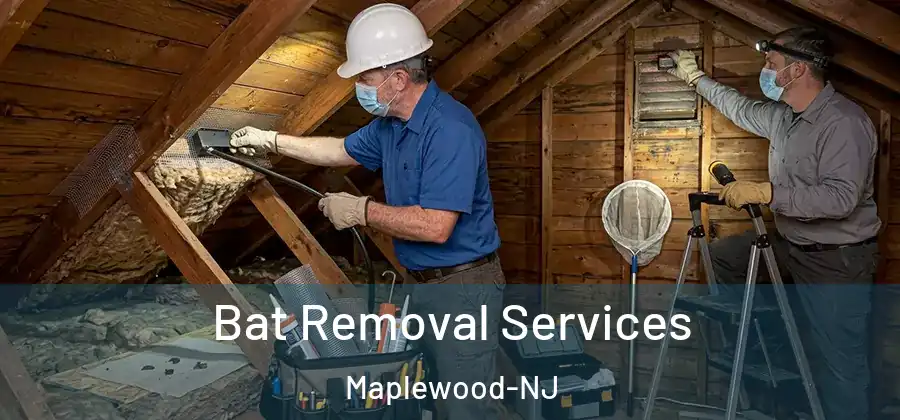  Bat Removal Services Maplewood-NJ