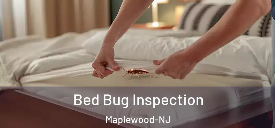  Bed Bug Inspection Maplewood-NJ