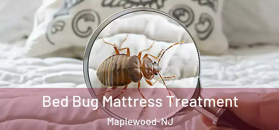  Bed Bug Mattress Treatment Maplewood-NJ