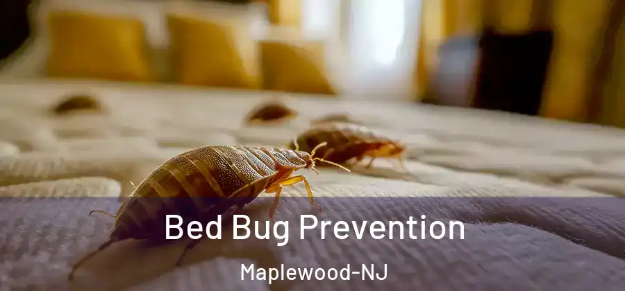 Bed Bug Prevention Maplewood-NJ
