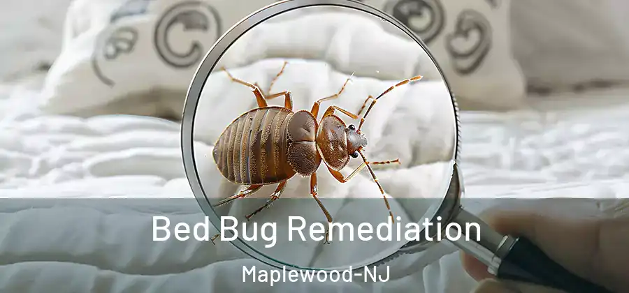 Bed Bug Remediation Maplewood-NJ