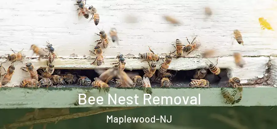 Bee Nest Removal Maplewood-NJ