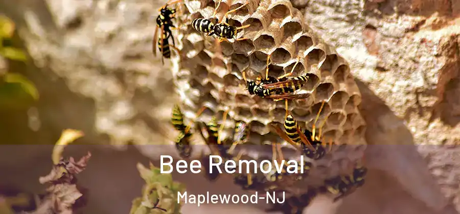 Bee Removal Maplewood-NJ