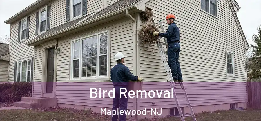  Bird Removal Maplewood-NJ