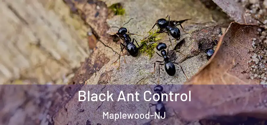  Black Ant Control Maplewood-NJ
