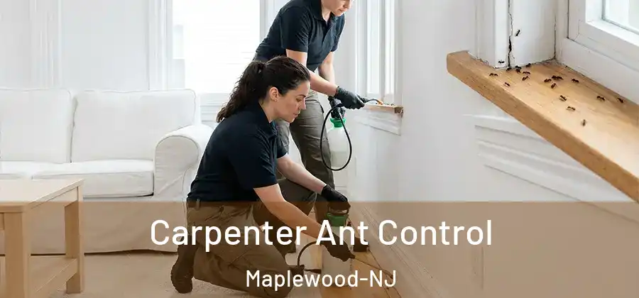 Carpenter Ant Control Maplewood-NJ