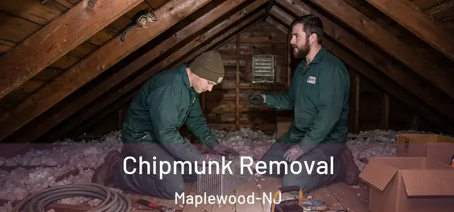  Chipmunk Removal Maplewood-NJ