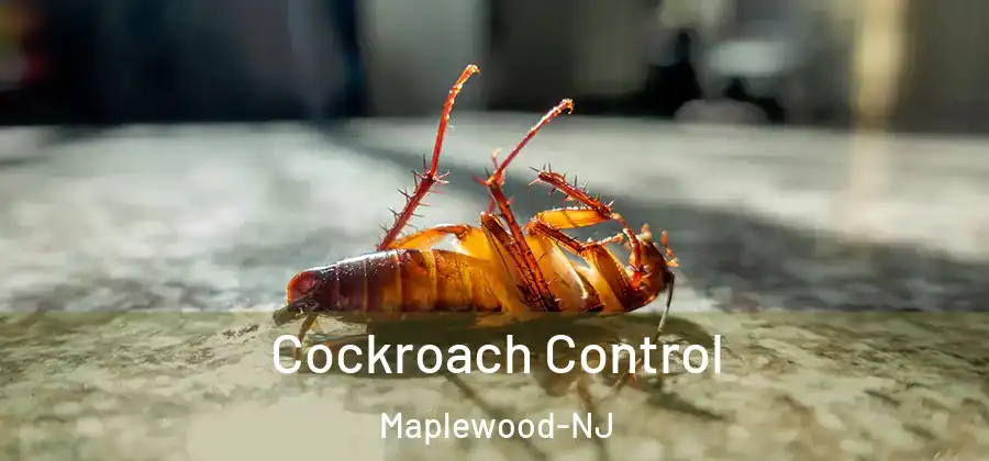 Cockroach Control Maplewood-NJ
