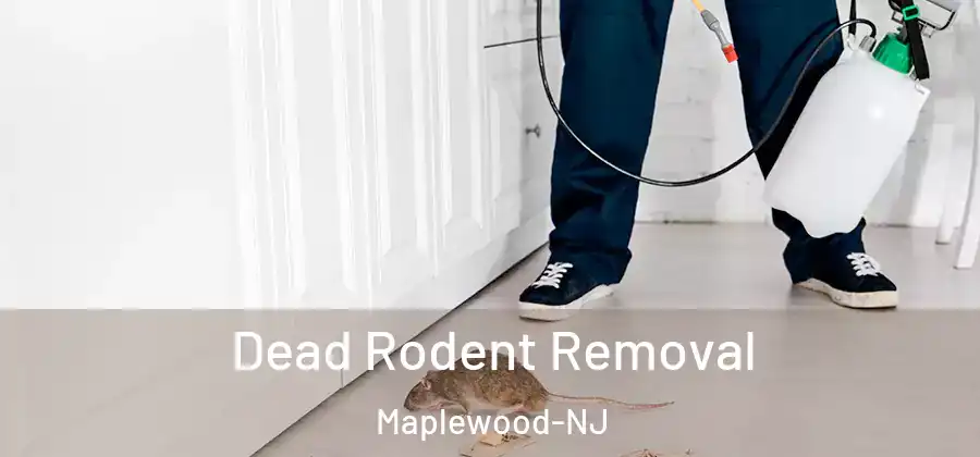 Dead Rodent Removal Maplewood-NJ