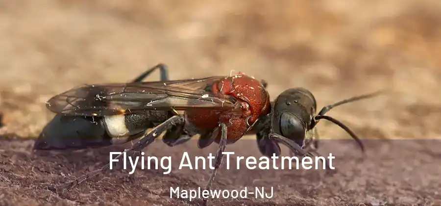 Flying Ant Treatment Maplewood-NJ
