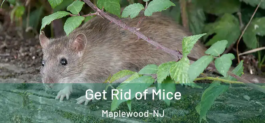  Get Rid of Mice Maplewood-NJ