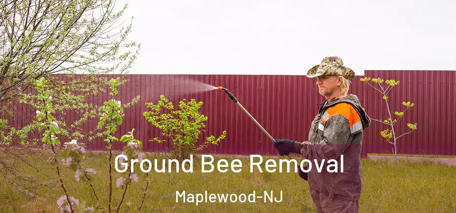 Ground Bee Removal Maplewood-NJ