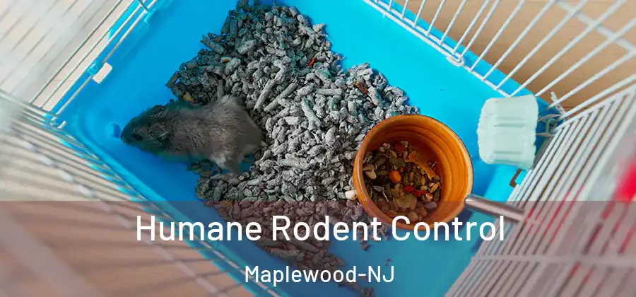 Humane Rodent Control Maplewood-NJ