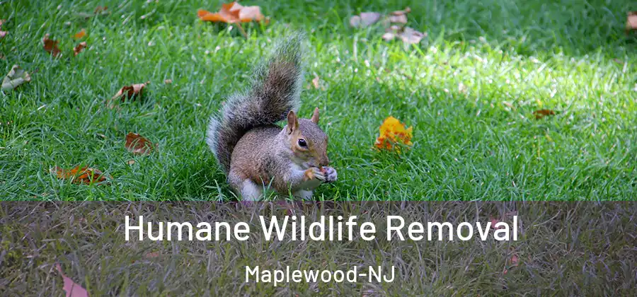  Humane Wildlife Removal Maplewood-NJ
