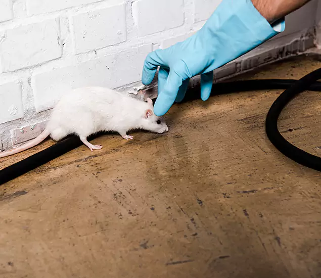 About Rodent Control Experts in Maplewood, NJ