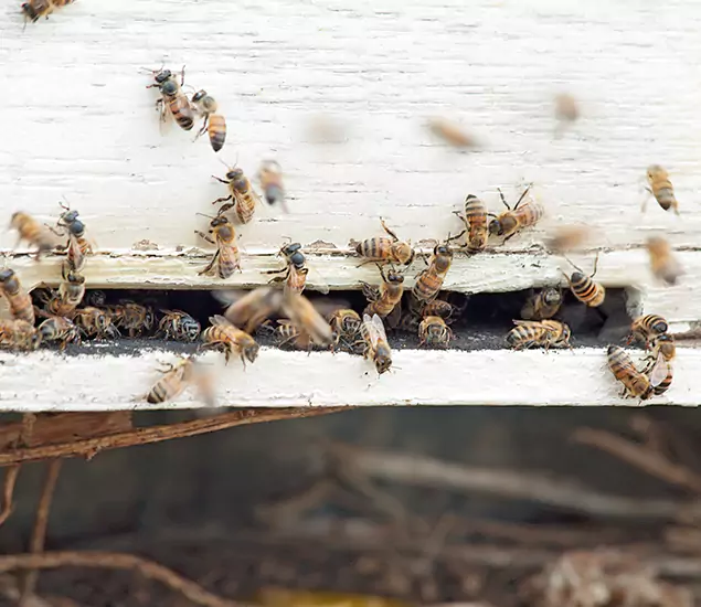 Trusted Termite Exterminator Experts You Can Rely On in Maplewood, NJ