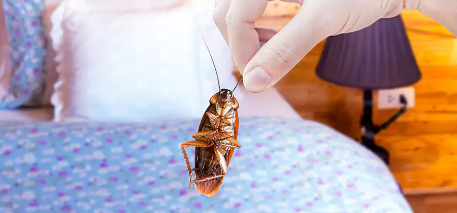 Fast Roach Elimination in Maplewood