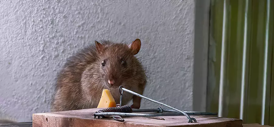 Humane Mouse Removal in Maplewood