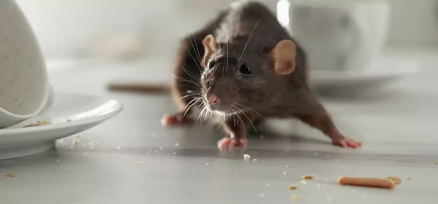 Rodent Feces Removal in Maplewood