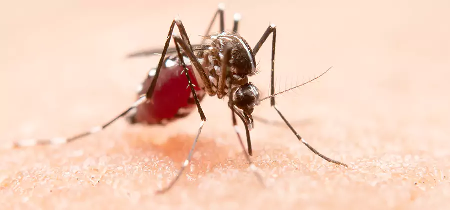 Pond Mosquito Control and Water Treatment in Maplewood