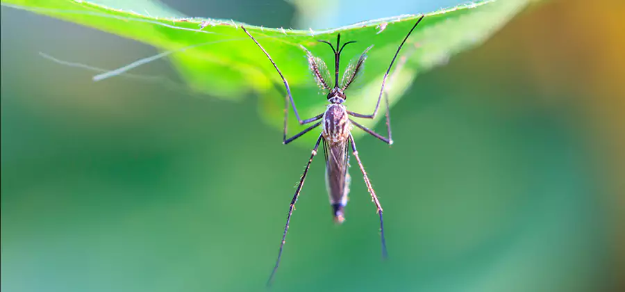 Home Defense Insect Killer in Maplewood