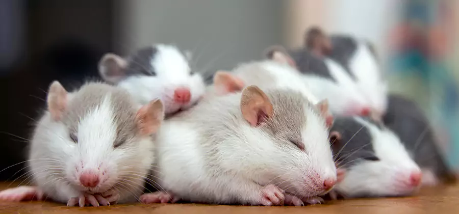 Rat Infestation Exclusion Service in Maplewood