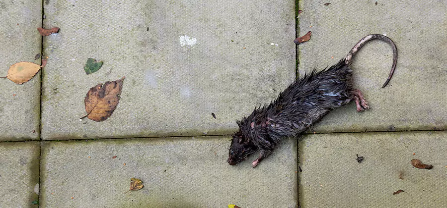 Rodent inspection service in Maplewood