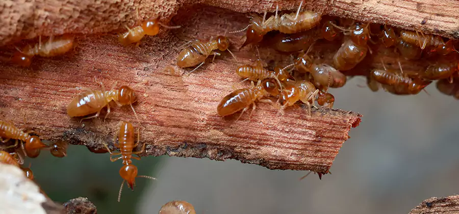 Wood Preservation Termite Treatment in Maplewood