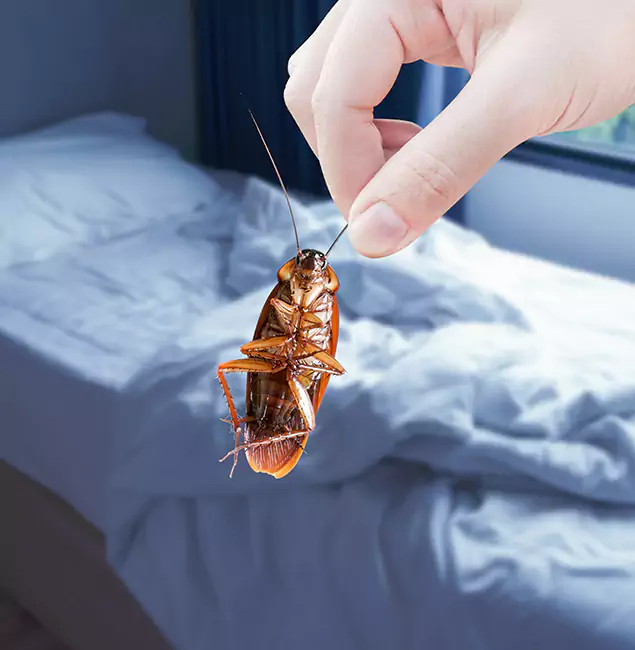 Why Choose Maplewood Pest Control Pro for Bed Bug Extermination in Maplewood, NJ?