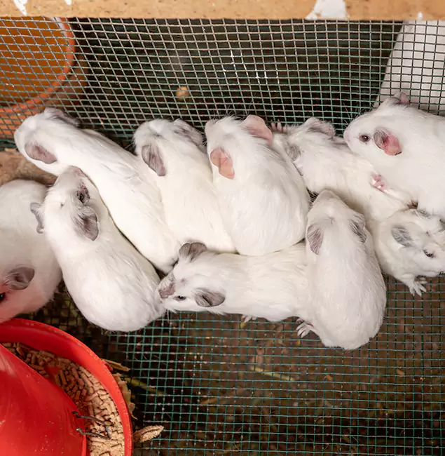 Why Maplewood Pest Control Pro Is the Trusted Choice in Maplewood, NJ?