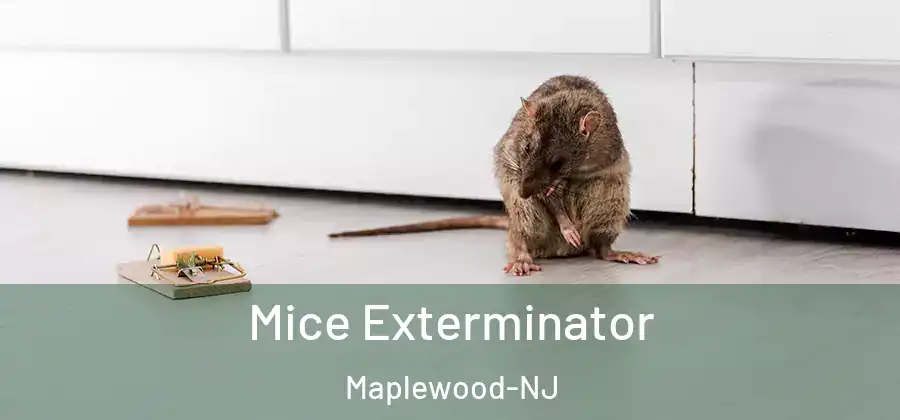  Mice Exterminator Maplewood-NJ