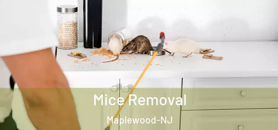 Mice Removal Maplewood-NJ