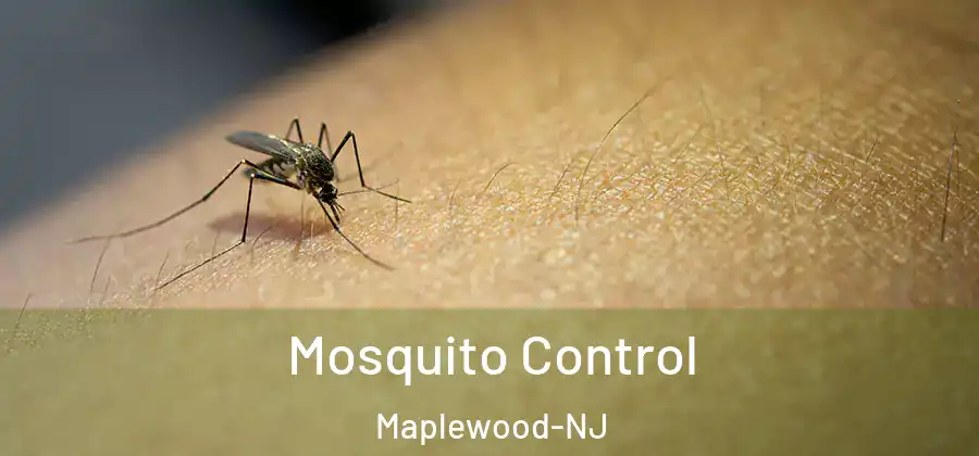  Mosquito Control Maplewood-NJ