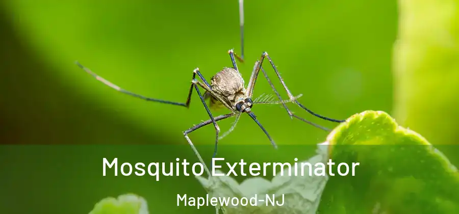  Mosquito Exterminator Maplewood-NJ