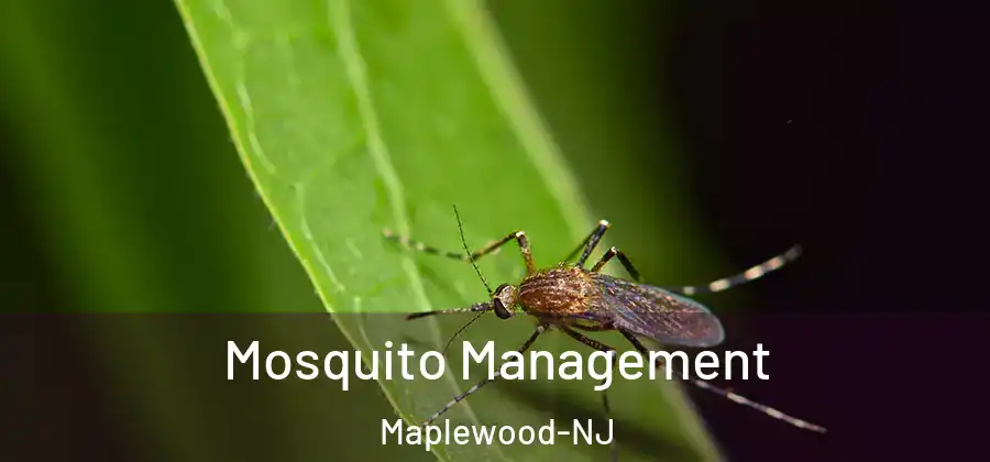 Mosquito Management Maplewood-NJ