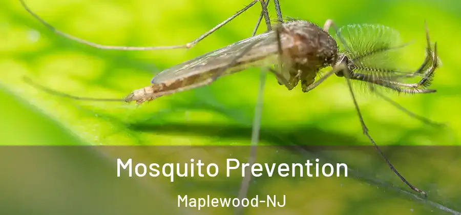 Mosquito Prevention Maplewood-NJ