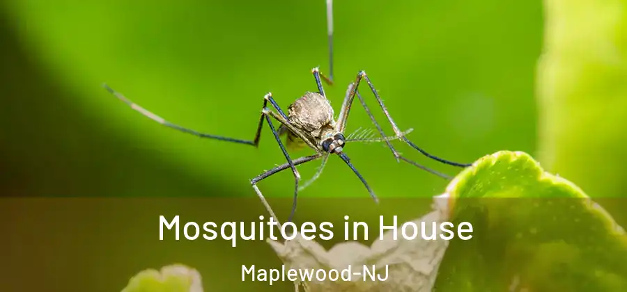 Mosquitoes in House Maplewood-NJ