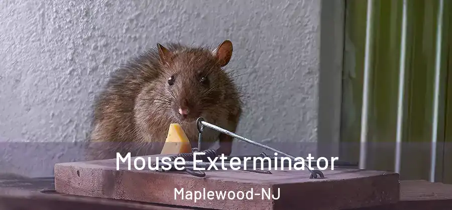 Mouse Exterminator Maplewood-NJ