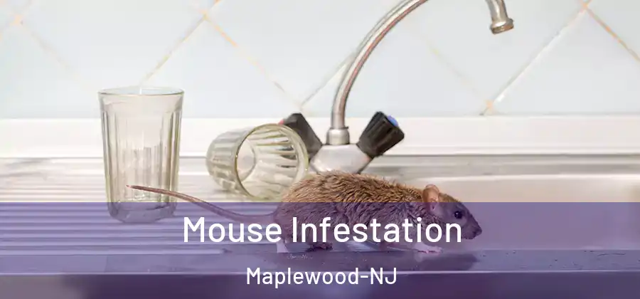  Mouse Infestation Maplewood-NJ