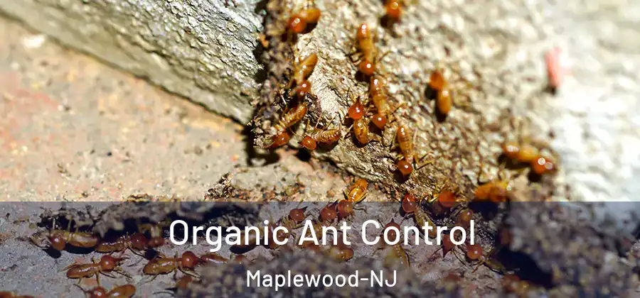  Organic Ant Control Maplewood-NJ