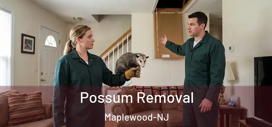 Possum Removal Maplewood-NJ