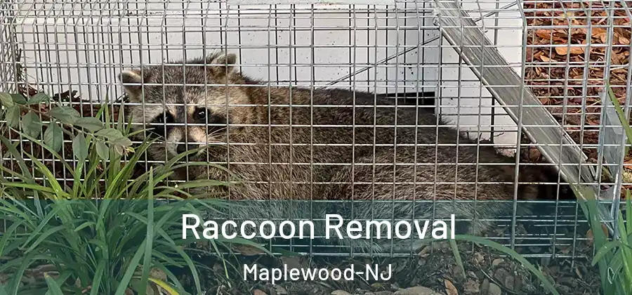  Raccoon Removal Maplewood-NJ