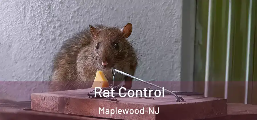  Rat Control Maplewood-NJ