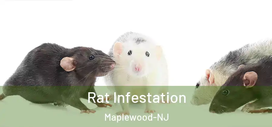  Rat Infestation Maplewood-NJ