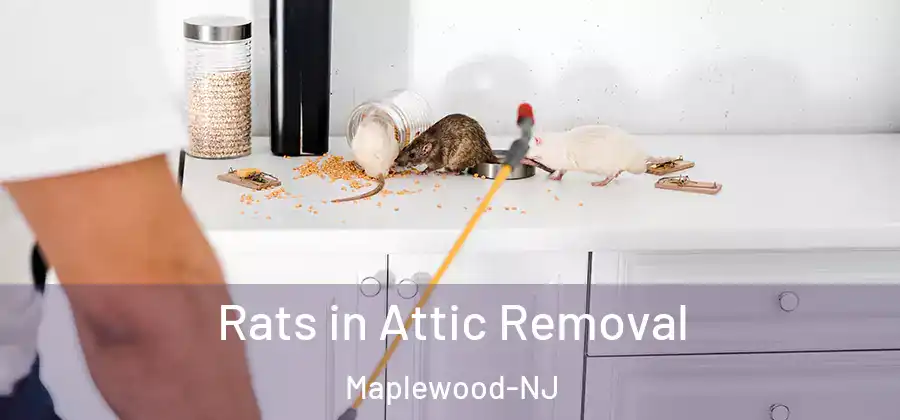  Rats in Attic Removal Maplewood-NJ