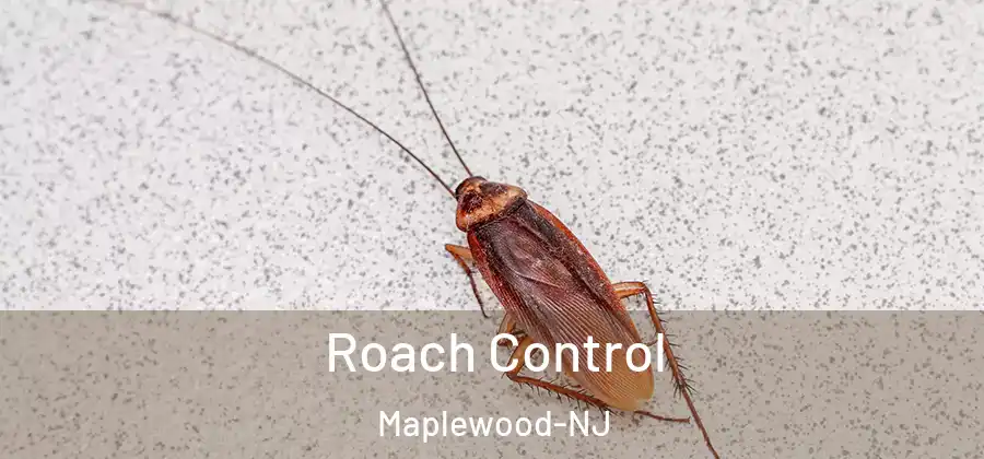 Roach Control Maplewood-NJ