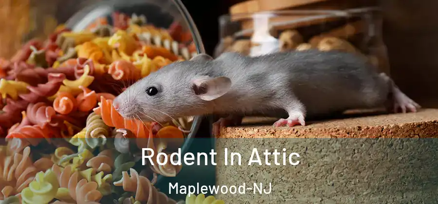 Rodent In Attic Maplewood-NJ